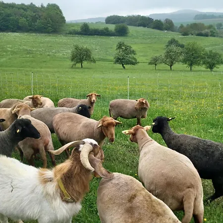 Wollwerkstatt Vulkaneifel Lägenhet