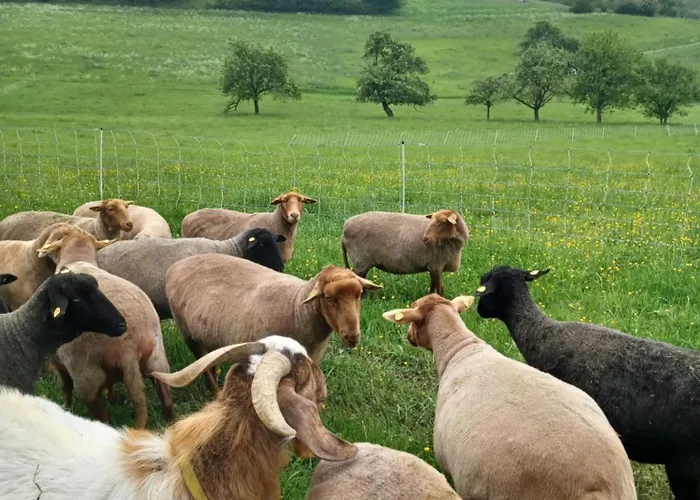 Wollwerkstatt Vulkaneifel Appartement